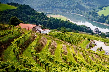 Viñedos y bodega de txakoli en Getaria