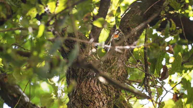 Detail image of the stalked oak