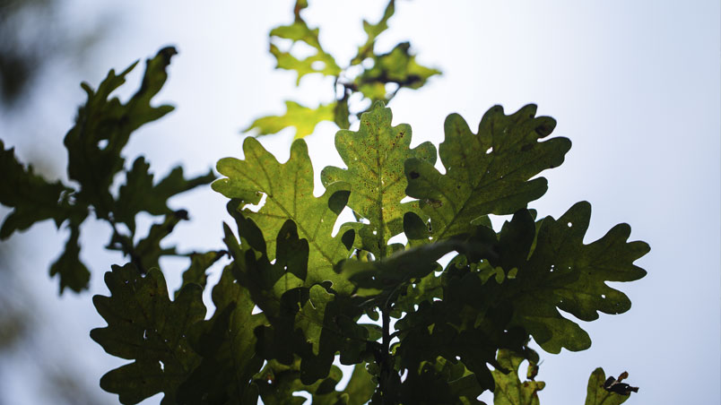 Detail of the leaves of the stalked oak