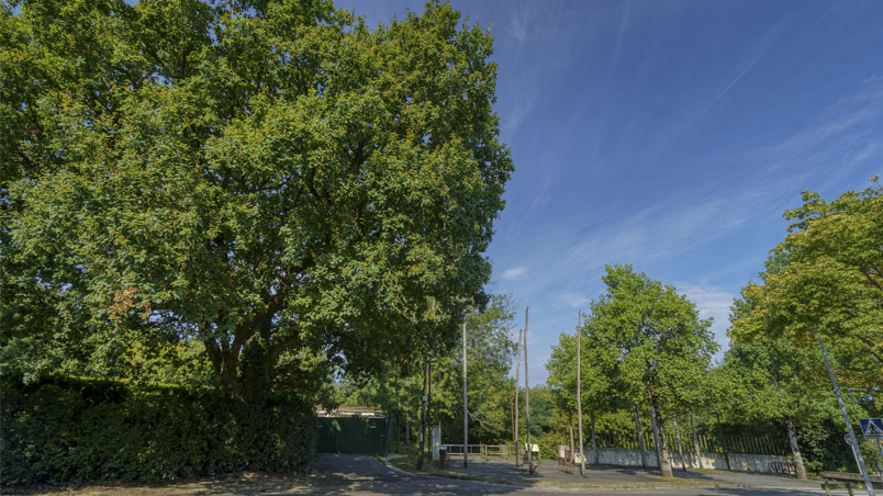 Parkearen sarreran dagoen haritz pedunkulatua