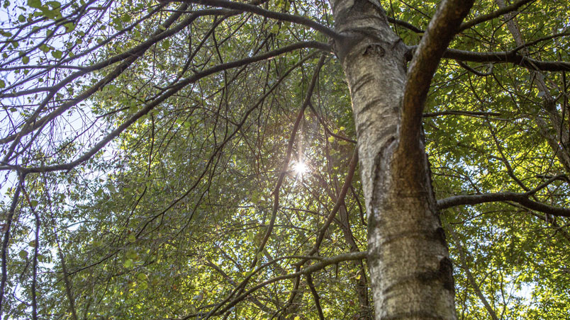 Ash, oak and birch trees