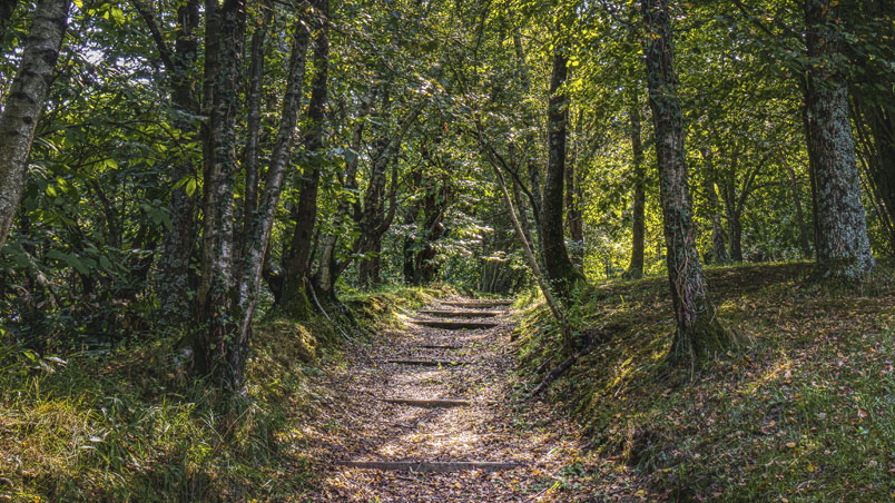 Walk among ash, oak and birch trees