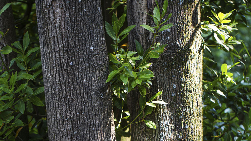 Walk among ash, oak and birch trees