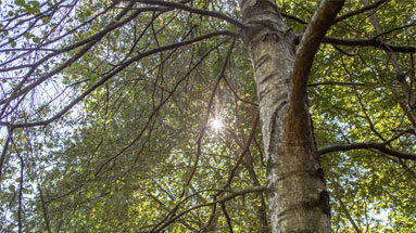 Ash, oak and birch trees