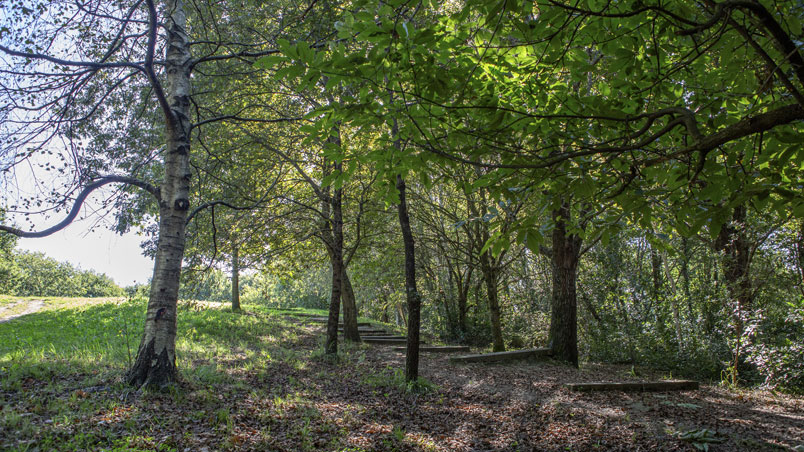 Ash, oak and birch trees