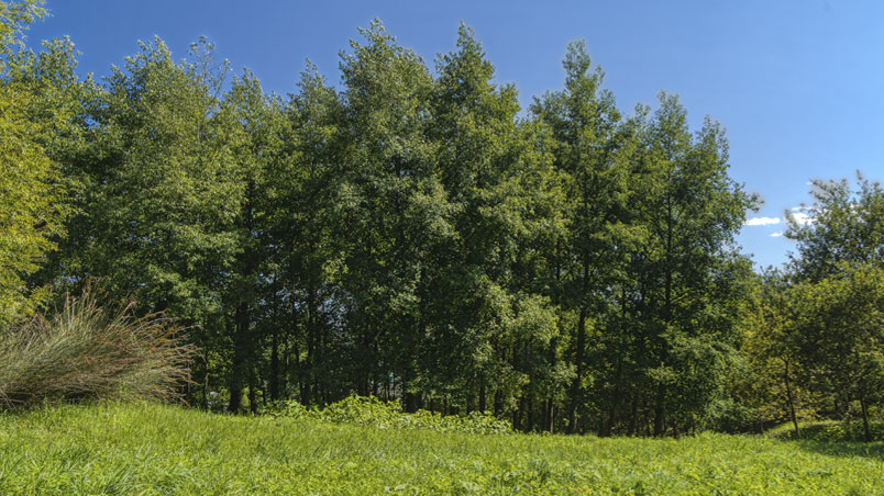 The Iberian elms