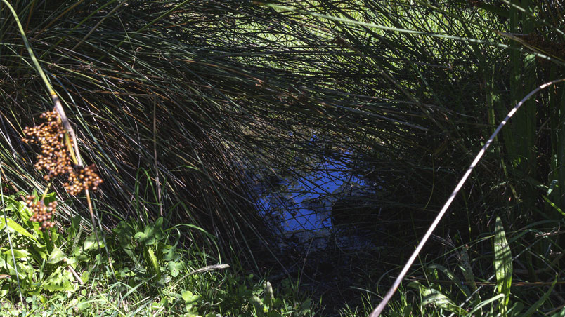 The hidden Pond