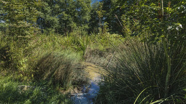 The hidden pond