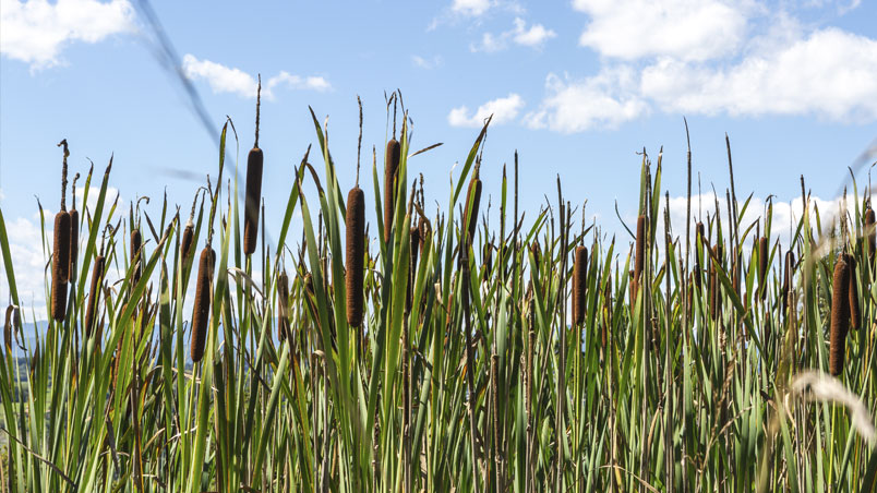 Detail of the vegetation around the Pond