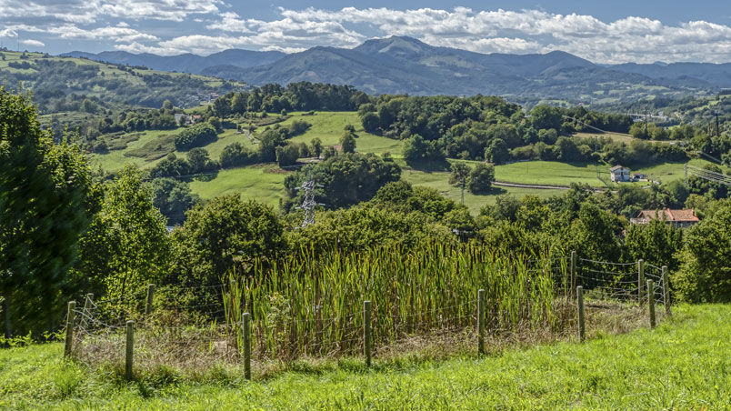 Vista general de la Charca con vegetación