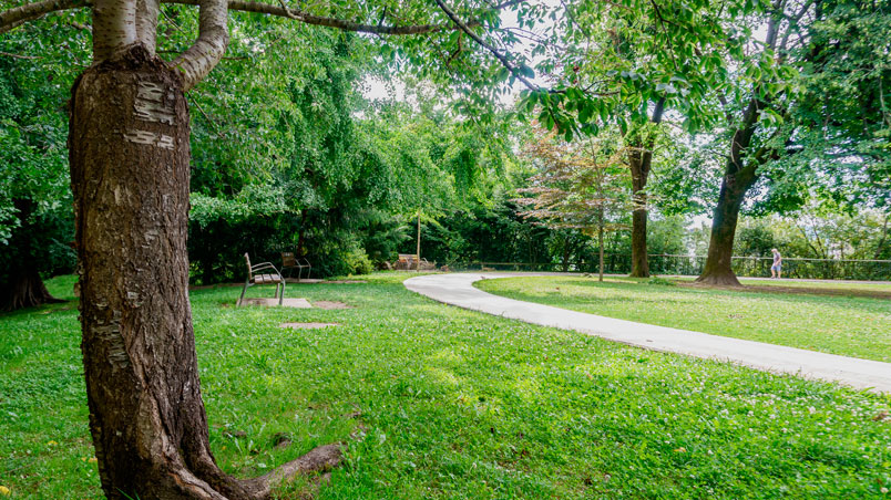 Tree, bench and path among the grass of the park.