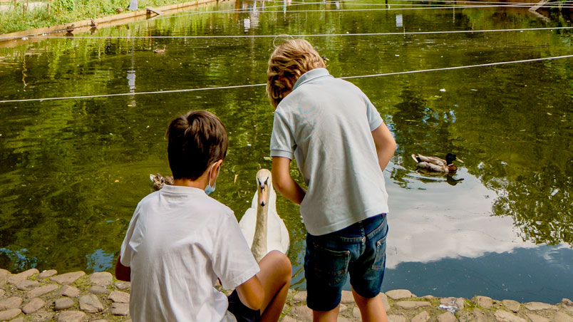 Niños en el borde del estanque junto a patos y un cisne