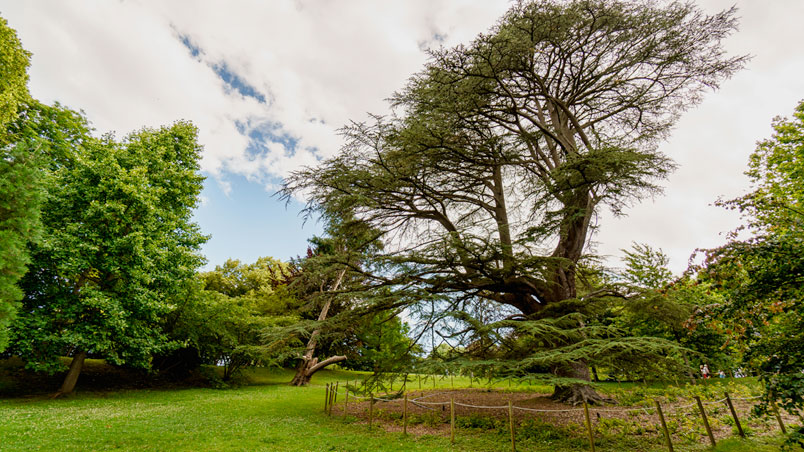 Champ de conifères