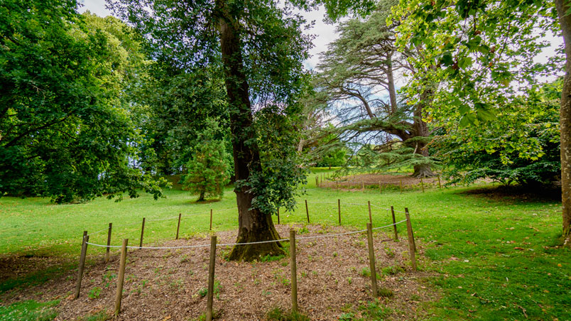 Conifer with fence around