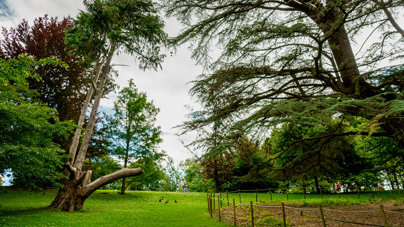 Conifères avec des canards dans l'herbe