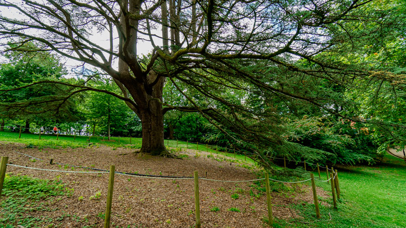 Large fenced conifer