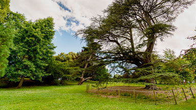 Champ de conifères