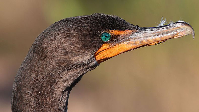 Cabeza de cormorán