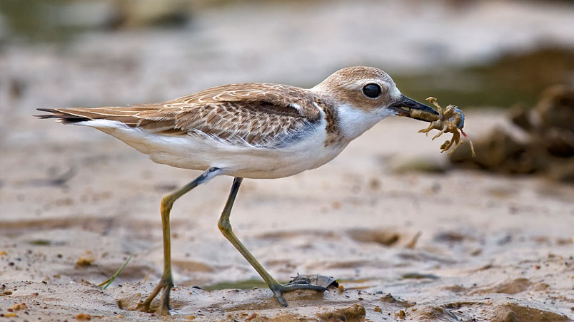 Common sandpiper with an invertebrate in its beak