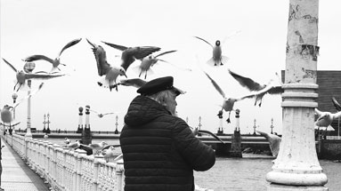 Homme nourrissant des mouettes dans la Calle República Argentina à San Sebastián