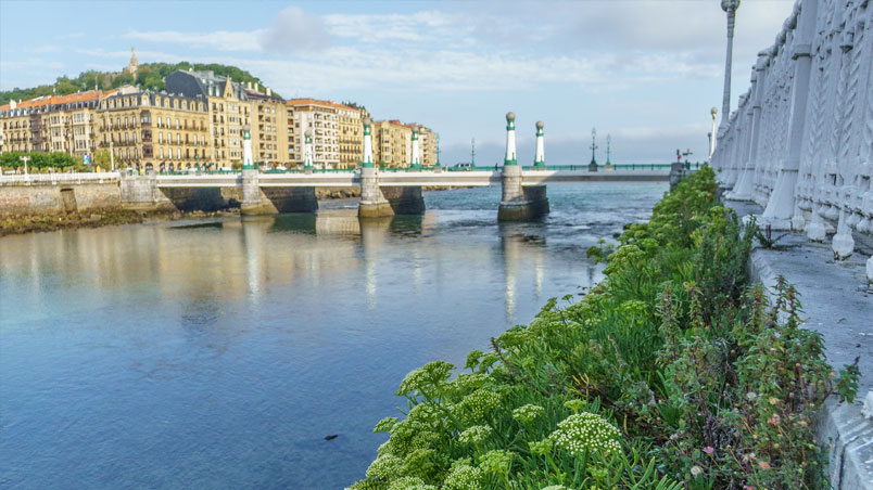 Fenouil maritime sur l'un des murs qui canalise la rivière Urumea