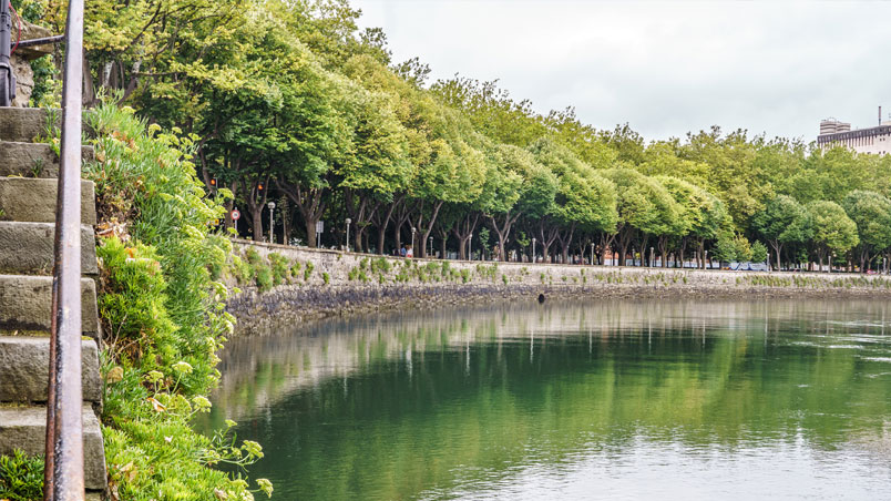 Hinojo marítimo en la pared de uno de los muros que encauza el río Urumea