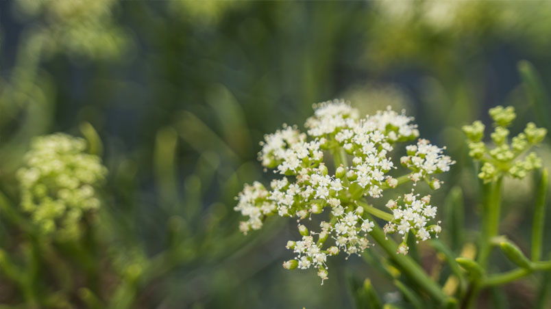 Fleur de fenouil maritime