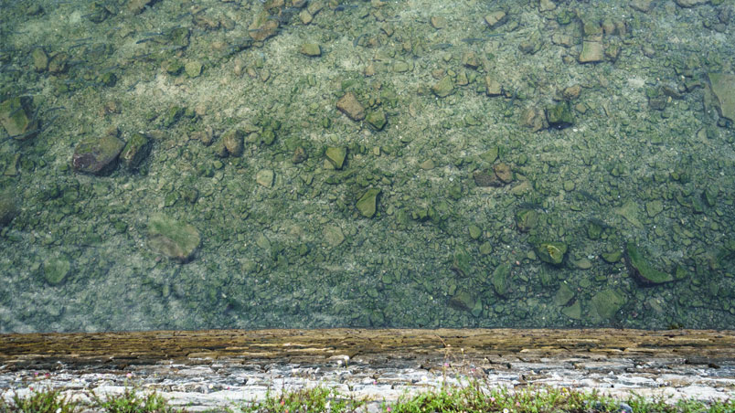 Ostras en el lecho del río Urumea