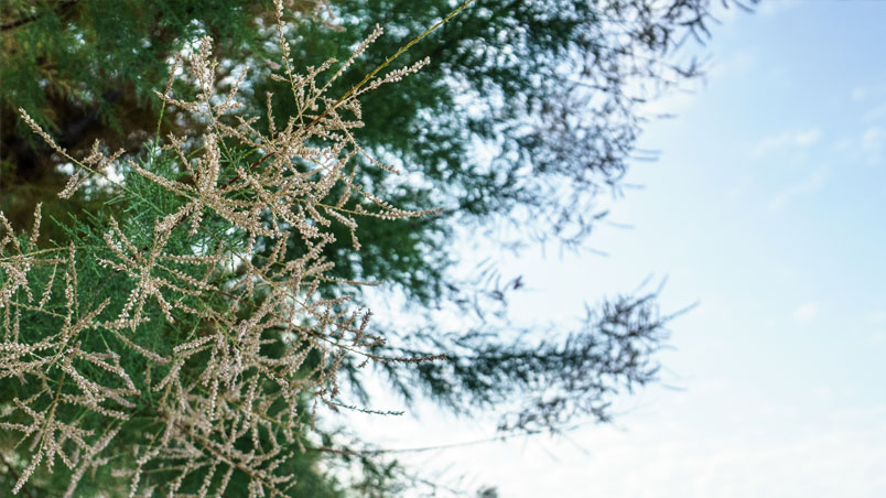 Tamarisk in flower