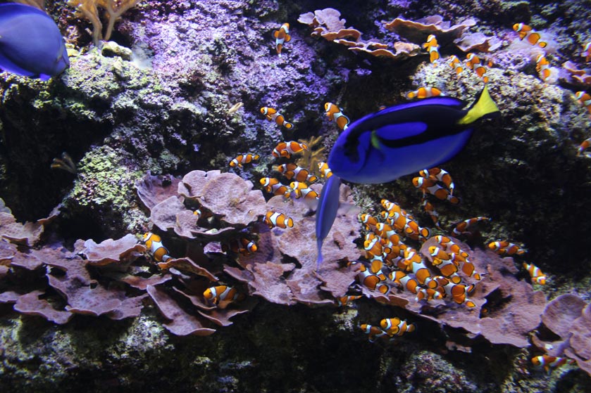 visita-aquarium-peces01