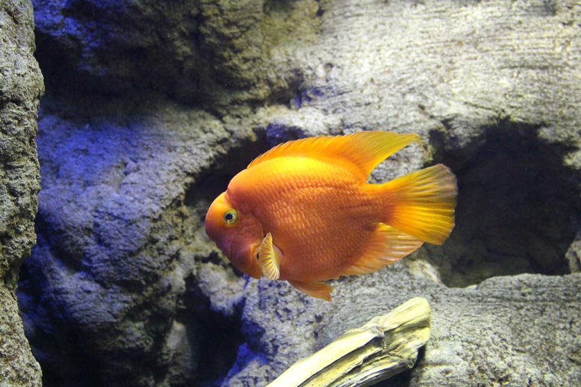 visita-aquarium-peces06