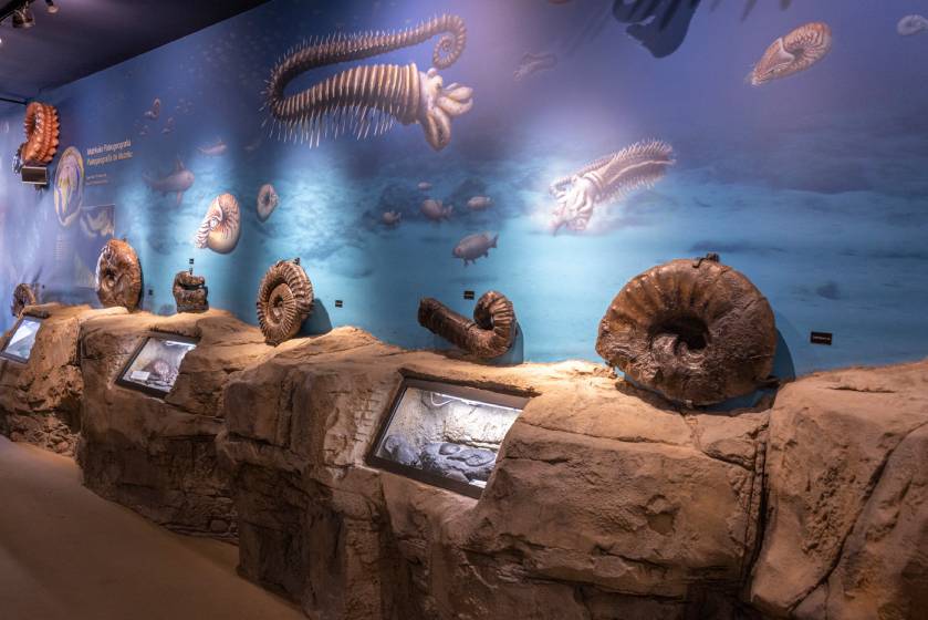 Nautilus, les fossiles du flysch