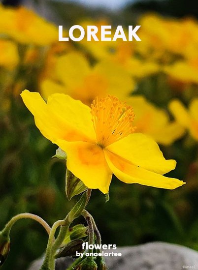 loreak