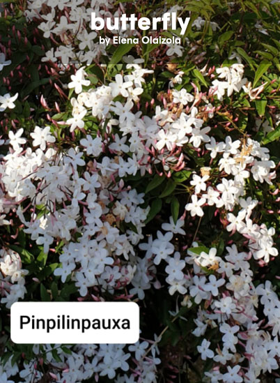 pinpilinpauxa