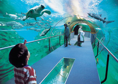 Tunel Aquarium 231