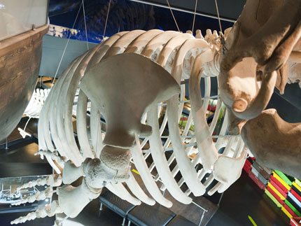 Esqueleto de ballena