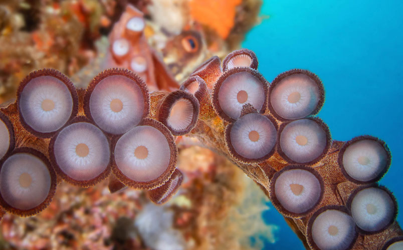 cimasub miguel ramirez