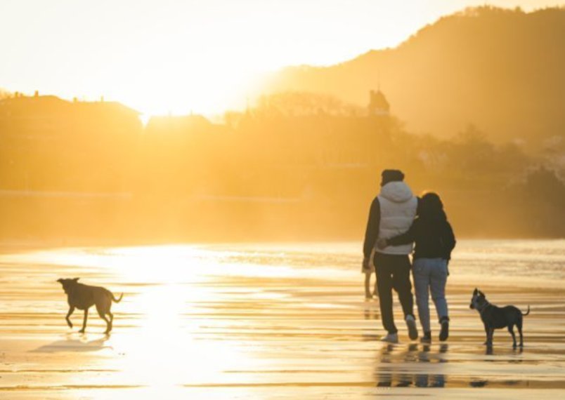 donostia dogfriendly 3