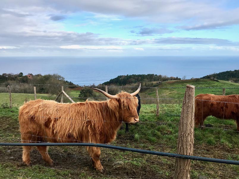 getaria-vacas-escocesas-