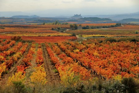 rioja alavesa